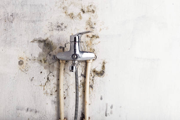 Best Mold Removal Process  in Glyndon, MN