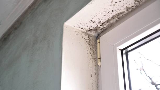 Best Residential Mold Removal  in Glyndon, MN