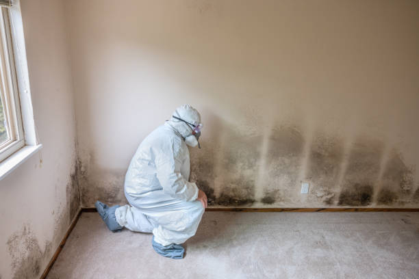 Mold Removal Process in Glyndon, MN