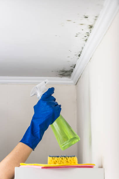 Professional Mold Removal in Glyndon, MN